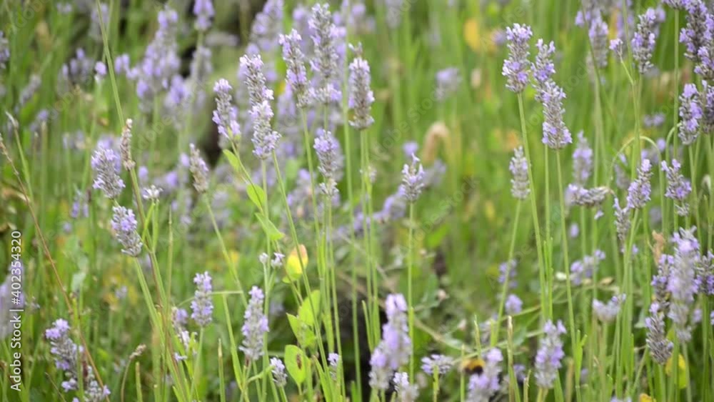 Bees pollinating inside a lavender field on a cold morning Bees pollinating inside a lavender field on a cold morning
