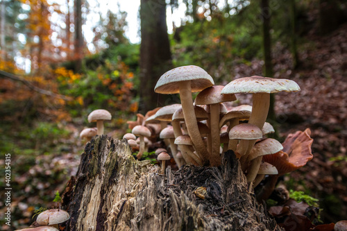 A bunch of mushrooms on an old dead tree trunk photo