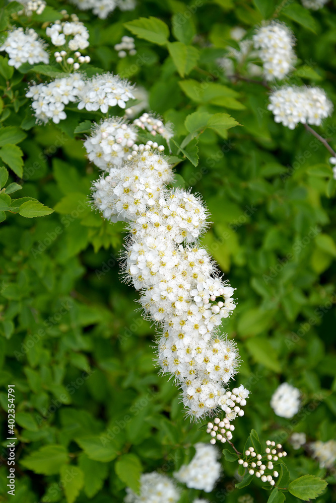 Inflorescences of the meadowsweet (Spiraea chamaedryfolia L.) Inflorescences of the meadowsweet (Spiraea chamaedryfolia L.)