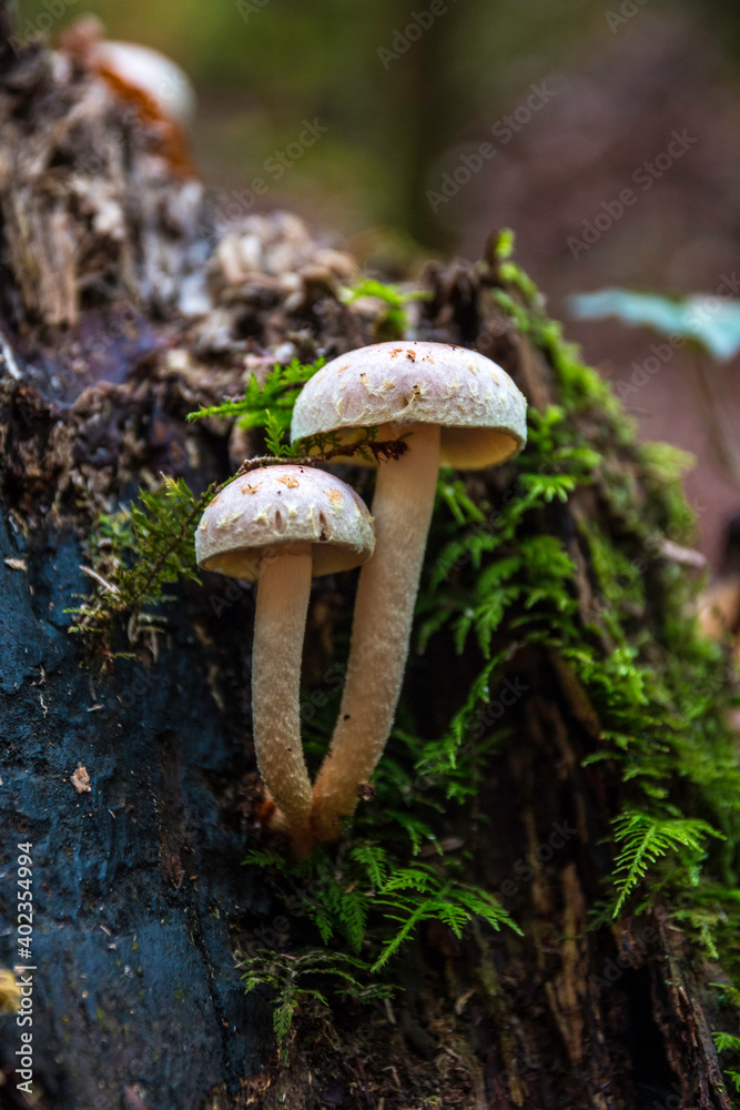 Fototapeta premium A bunch of mushrooms on an old dead tree trunk