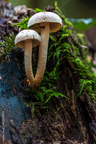 A bunch of mushrooms on an old dead tree trunk photo