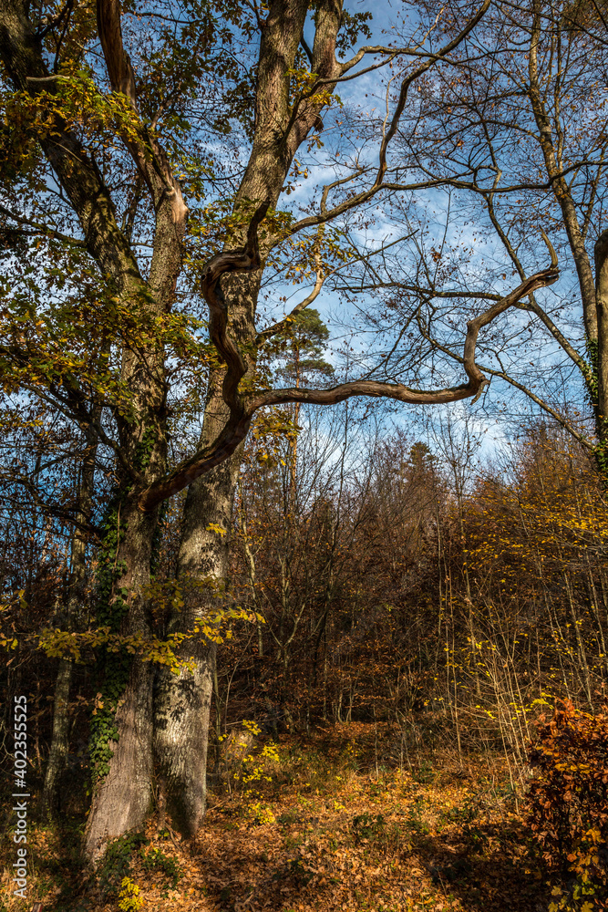 Fototapeta premium Big old oak tree in the middle of the forest