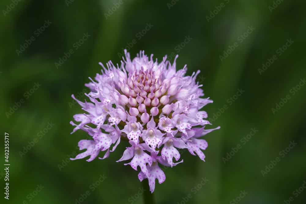 Traunsteinera, the round headed orchid, or globe orchid, is a genus of flowering plants from the orchid family, Orchidaceae. Traunsteinera, the round headed orchid, or globe orchid, is a genus of flowering plants from the orchid family, Orchidaceae.