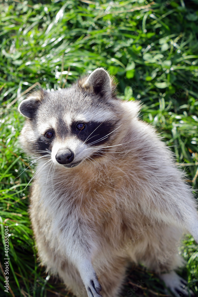 A beautiful raccoon sits on its hind legs. A beautiful raccoon sits on its hind legs.