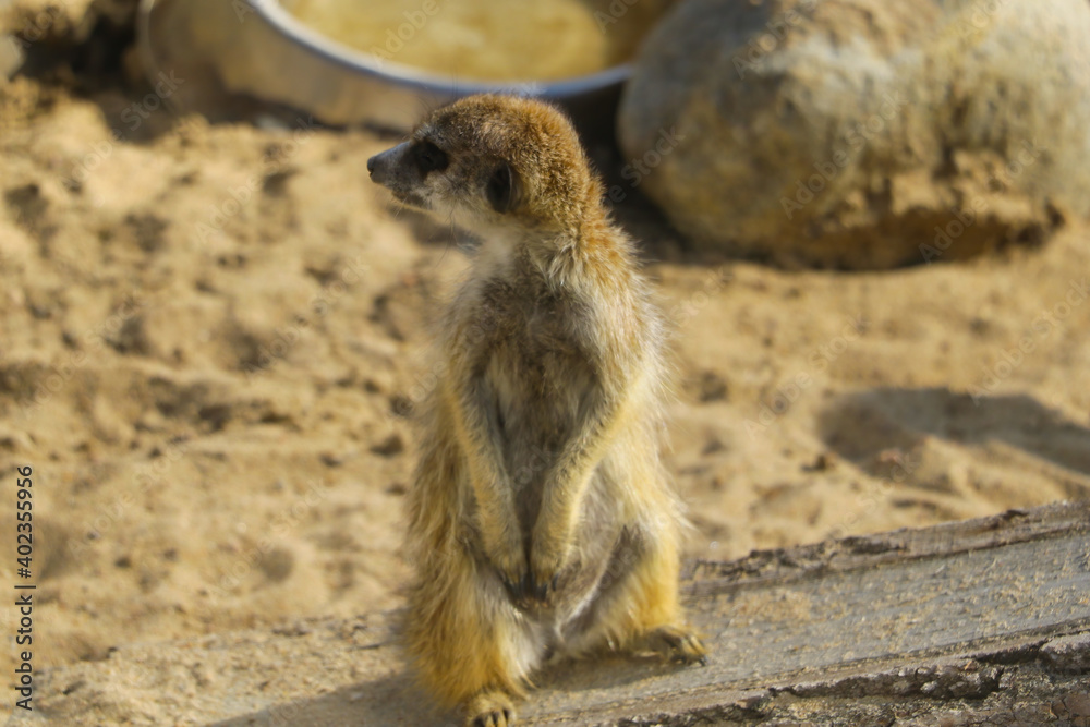 Fototapeta premium The meerkat sits on its hind legs in a tree.