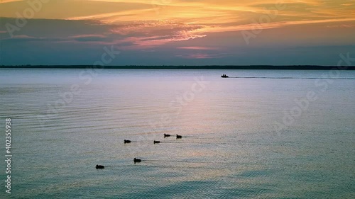 Ducks and ducklings float on the river on a summer day.