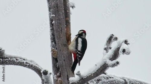 Bird - Great Spotted Woodpecker ( Dendrocopos major ) sitting on a tree trunk on a sunny autumn day. Close-up.