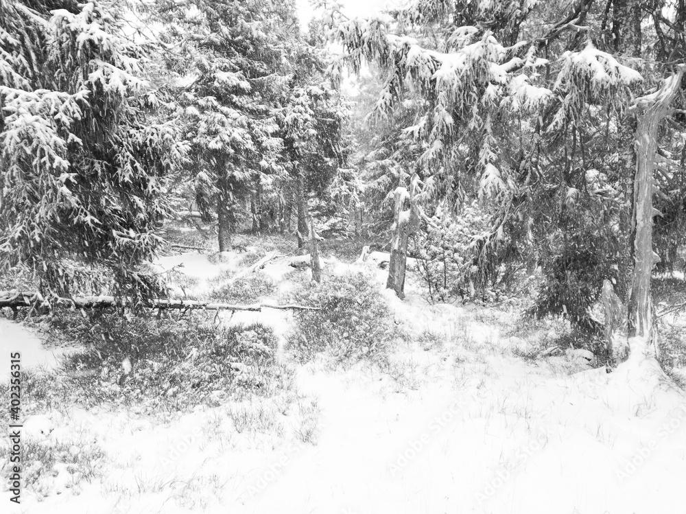 Heavy snowstorm in the fir forest. Black and white.