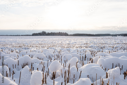 snowy white cereal field in Latvian countryside in winter