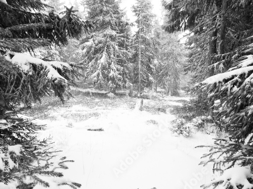 Heavy snowstorm in the fir forest. Black and white.