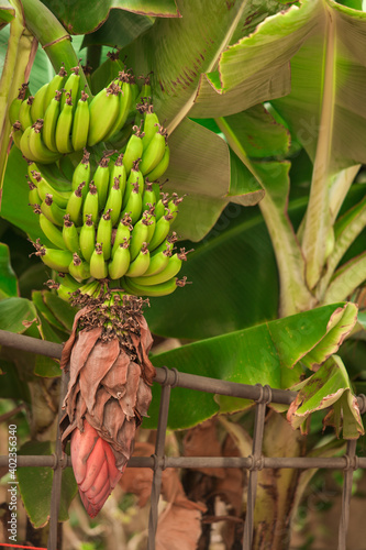 Banana tree with bunch of growing green bananas, plantation and food.