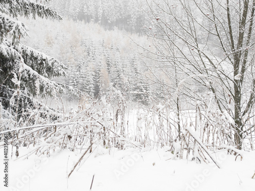 Snowy forest near of the ski resort at Pec pod Snezkou is one of the best-known mountain resorts in the Czech Republic. © Sergey Kohl