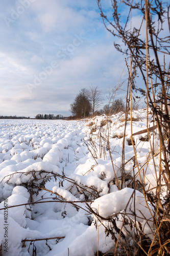 snowy white field in the Latvian countryside where you can see some trees without leaves