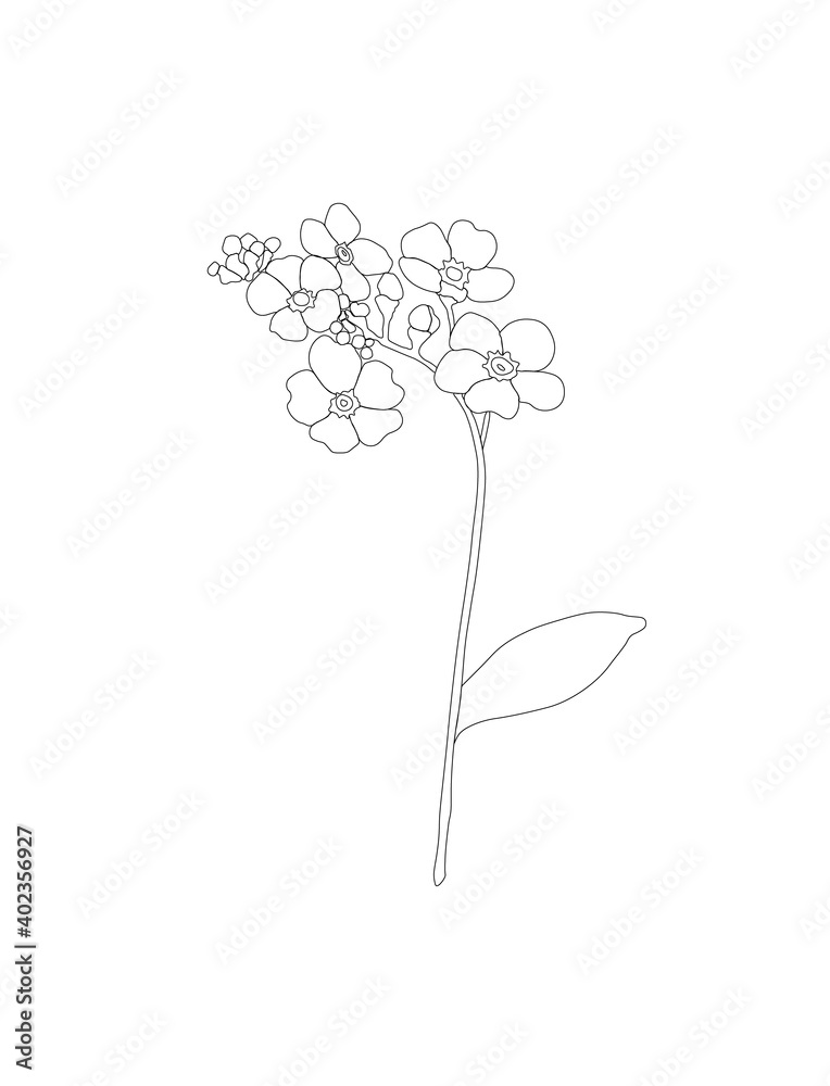 Hand Drawn Illustration Of Forget Me Not Flower Isolated On White Background Flower With Black Outline Contour Stock Illustration Adobe Stock