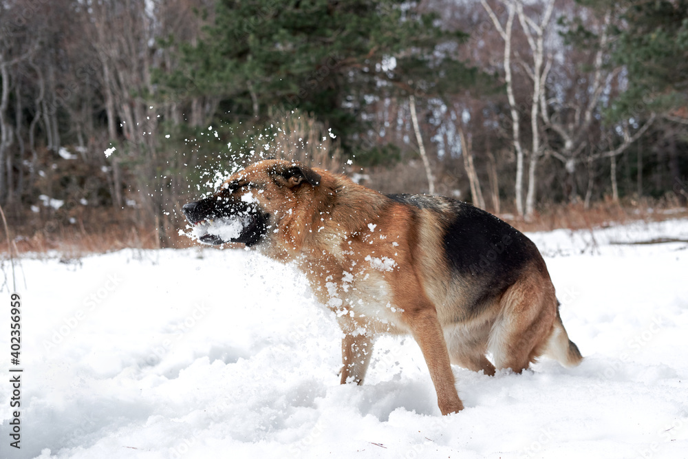 Artificial snowfall and happy dog on walk in frosty forest. Active games with dog in fresh air. German Shepherd black and red in snowy winter forest rejoices and catches snow with mouth. Artificial snowfall and happy dog on walk in frosty forest. Active games with dog in fresh air. German Shepherd black and red in snowy winter forest rejoices and catches snow with mouth.