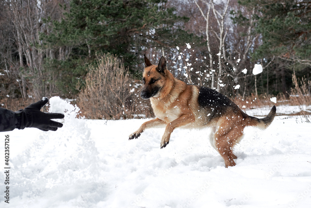 Human throws snow and happy dog on walk in frosty forest. Active games with dog in fresh air. German Shepherd black and red in snowy winter forest rejoices and catches snow with mouth.