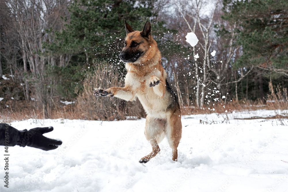 Human throws snow and happy dog on walk in frosty forest. Active games with dog in fresh air. German Shepherd black and red in snowy winter forest rejoices and catches snow with mouth. Human throws snow and happy dog on walk in frosty forest. Active games with dog in fresh air. German Shepherd black and red in snowy winter forest rejoices and catches snow with mouth.