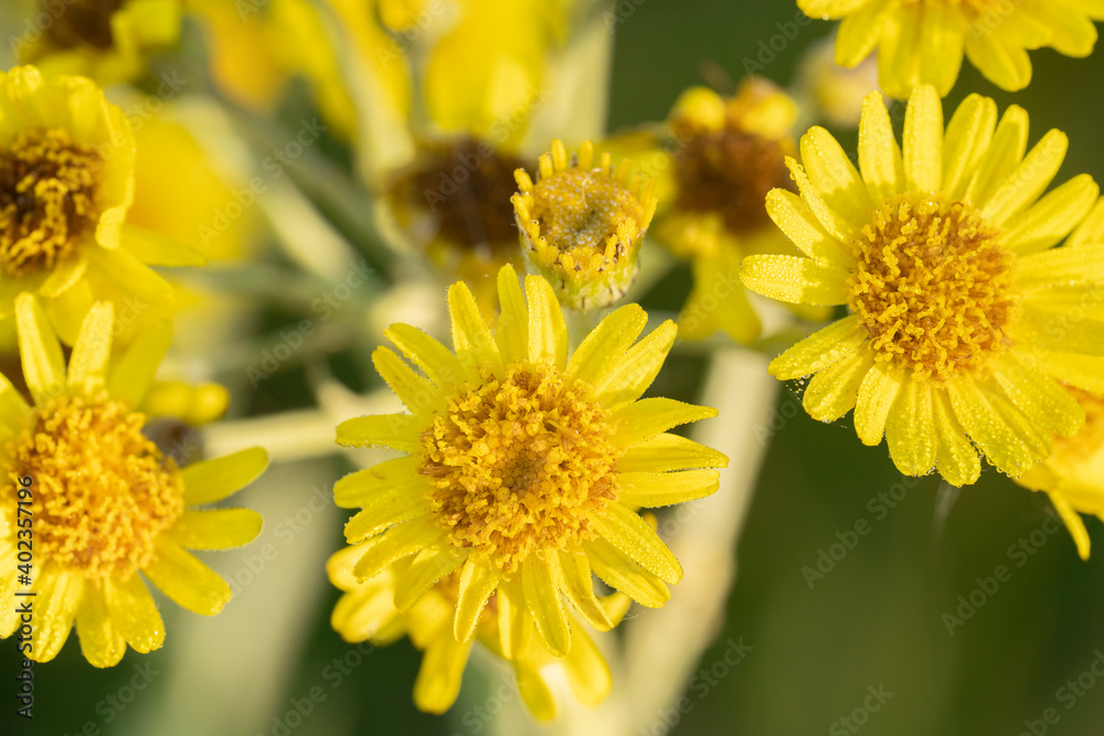 Beautiful yellow flowers of the fen ragwort in dew. Jacobaea paludosa or Senecio paludosus. Top view. Beautiful yellow flowers of the fen ragwort in dew. Jacobaea paludosa or Senecio paludosus. Top view.