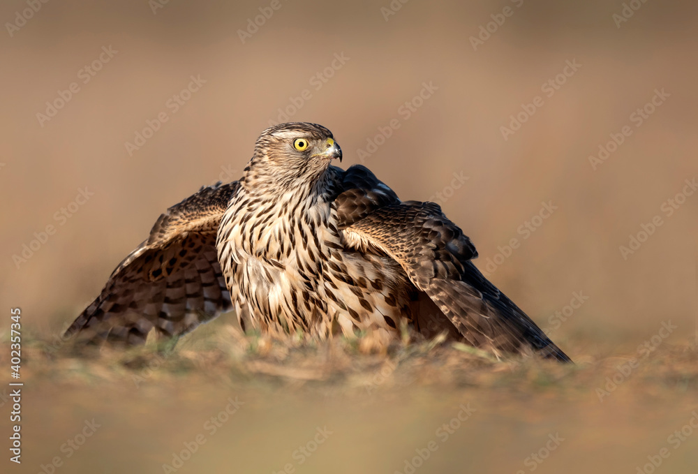Northern goshawk ( Accipiter gentilis ) close up - young one Northern goshawk ( Accipiter gentilis ) close up - young one