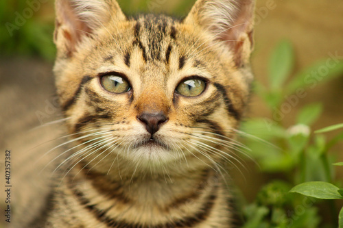 Wallpaper Mural portrait of a cat Torontodigital.ca