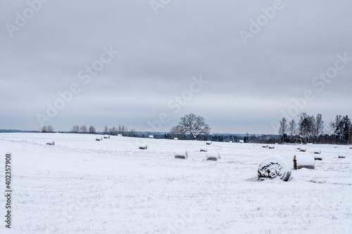 in the fabulous white snowy meadow there are straw rolls that are beautiful white © Rolands