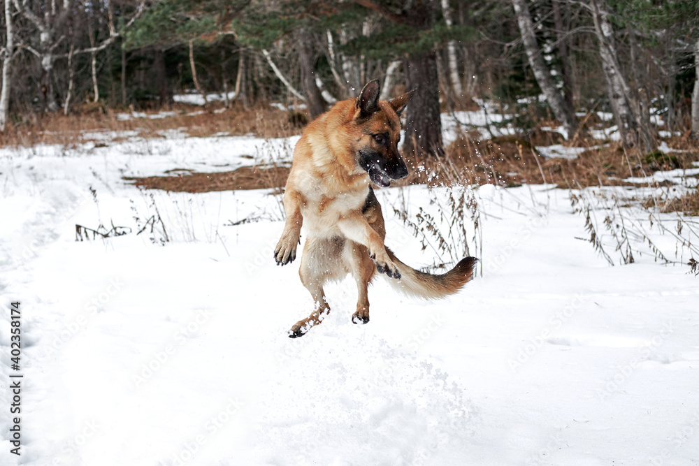Active recreation and walks in park in nature with four legged human friend dog. German Shepherd black and red color jumps in snow in winter forest and enjoys life. Active recreation and walks in park in nature with four legged human friend dog. German Shepherd black and red color jumps in snow in winter forest and enjoys life.