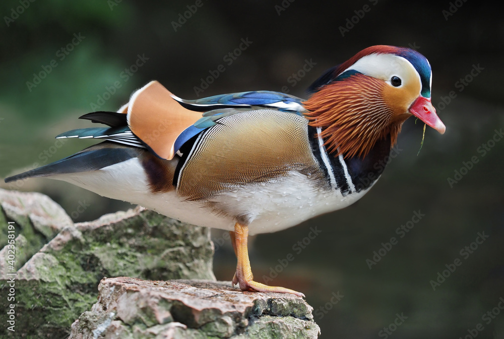 Mandarinente, bunter Erpel vor unscharfem Hintergrund, Aix galericulata Mandarinente, bunter Erpel vor unscharfem Hintergrund, Aix galericulata