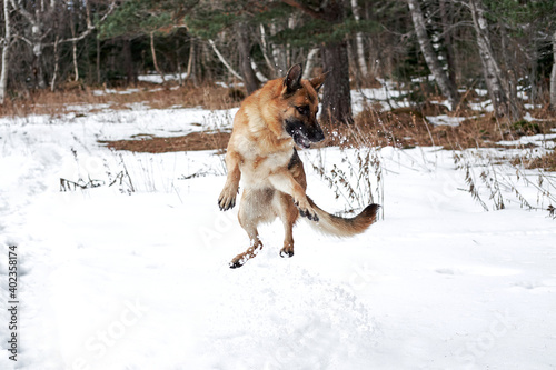 Active recreation and walks in park in nature with four legged human friend dog. German Shepherd black and red color jumps in snow in winter forest and enjoys life.