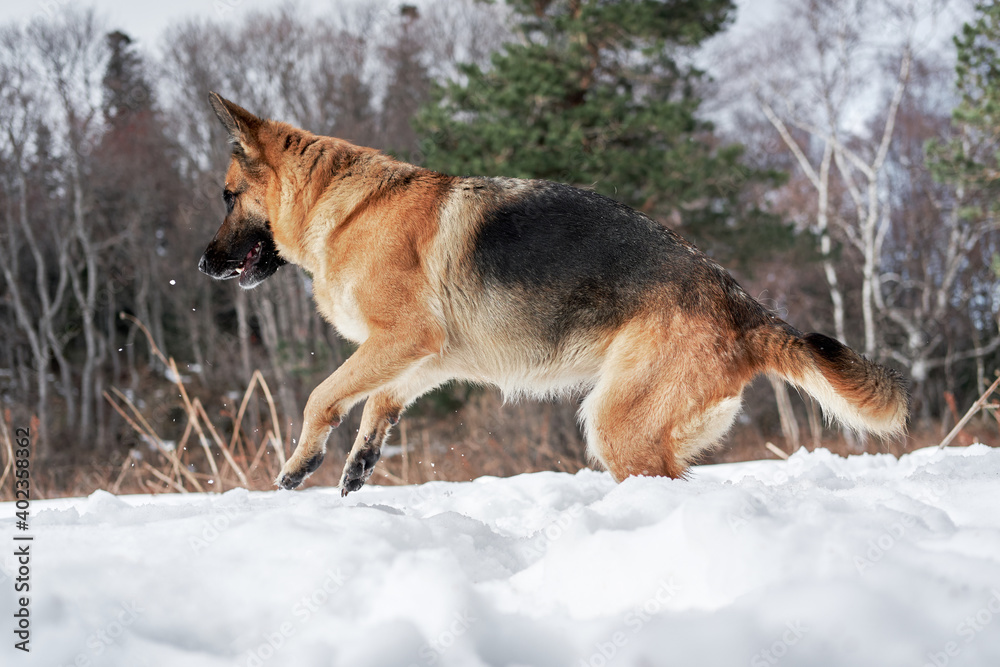 Charming purebred dog on background of green coniferous trees, horizontal picture. Beautiful young girl dog breed German Shepherd black and red color stands in winter snow forest and poses. Charming purebred dog on background of green coniferous trees, horizontal picture. Beautiful young girl dog breed German Shepherd black and red color stands in winter snow forest and poses.