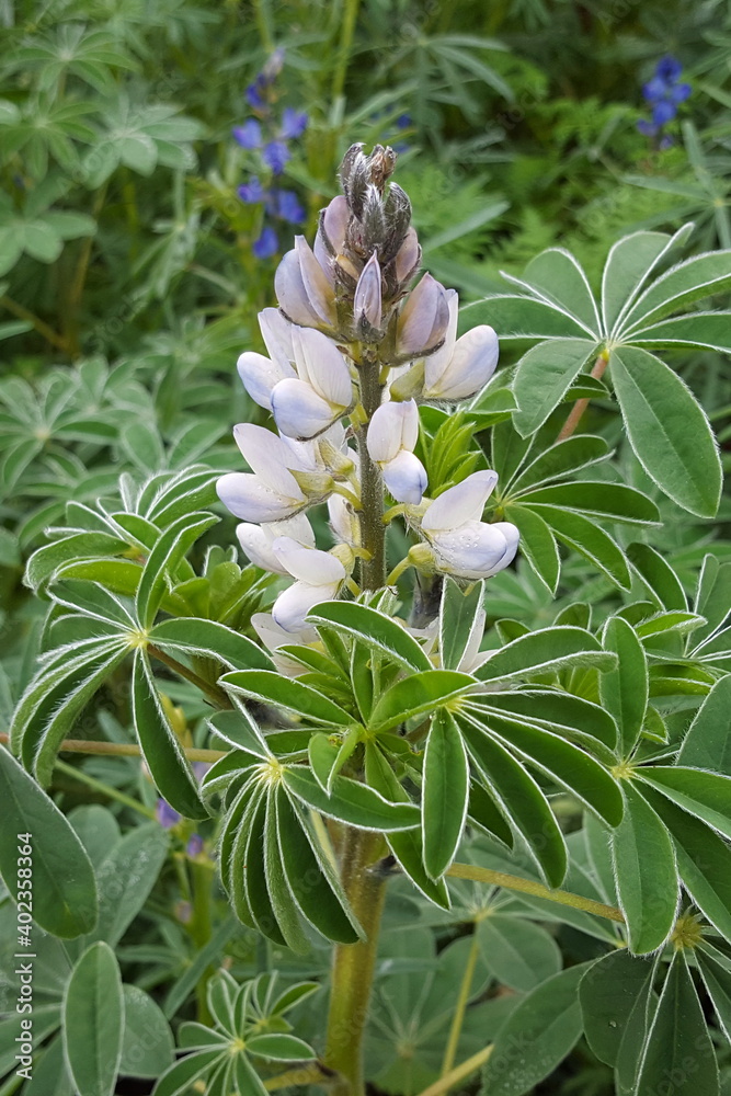 Obraz premium Weiße Lupine auf Feld mit Gründüngung