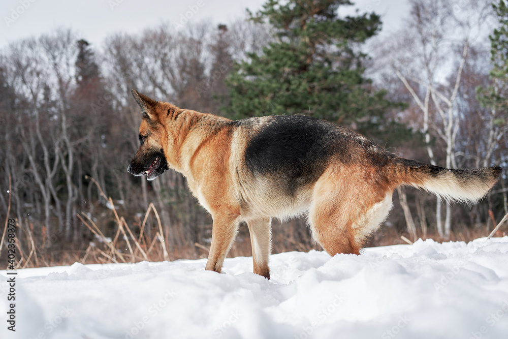 Charming purebred dog on background of green coniferous trees, horizontal picture. Beautiful young girl dog breed German Shepherd black and red color stands in winter snow forest and poses. Charming purebred dog on background of green coniferous trees, horizontal picture. Beautiful young girl dog breed German Shepherd black and red color stands in winter snow forest and poses.