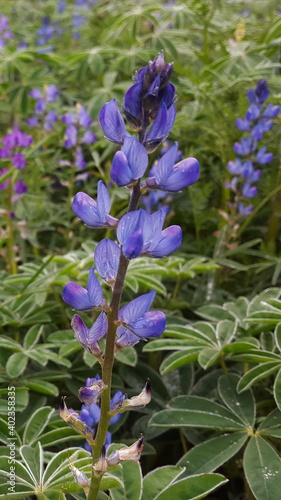 blaue Lupine 