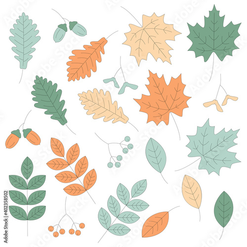 Set  of leaves and berries nature vector