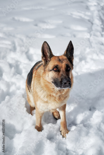 Walk with dog in frosty winter in park in fresh air. German Shepherd of black and red color sits in snow and looks with intelligent brown eyes at owner.