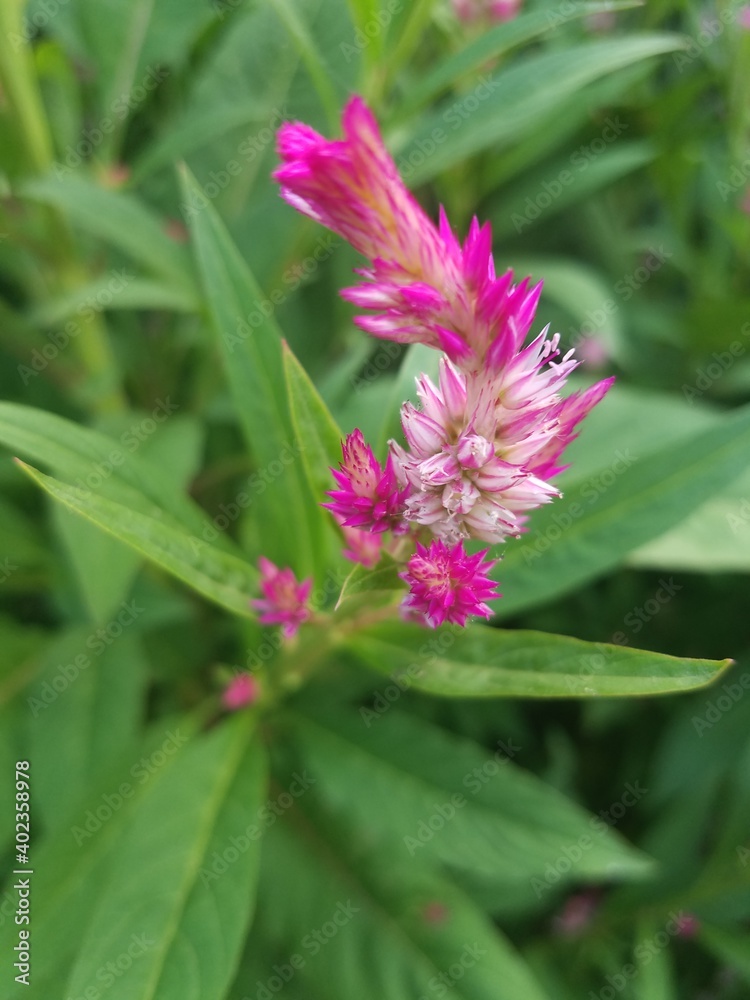 flower of a clover flower of a clover