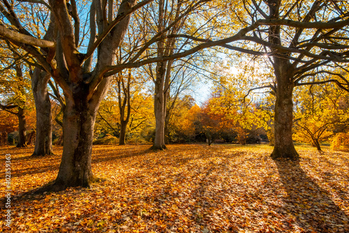 autumn in the park