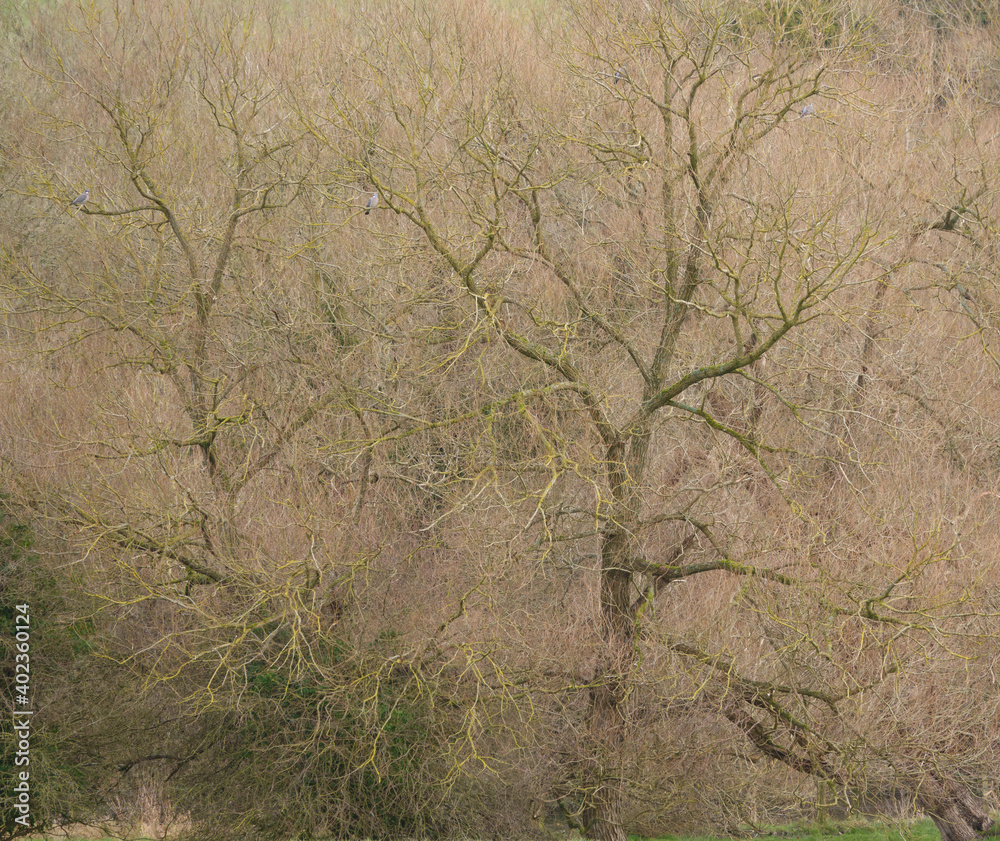 scenic autumnal branches of yellow and green hue with a scattering of wood pigeons scenic autumnal branches of yellow and green hue with a scattering of wood pigeons