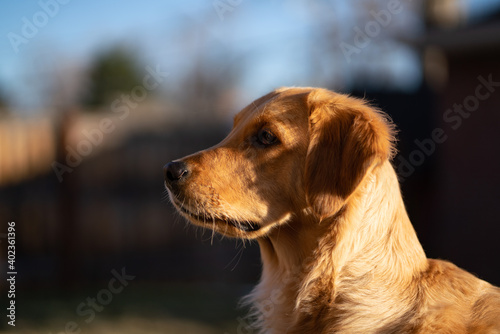 beautiful golden retriever dog stares away from camera awaiting order