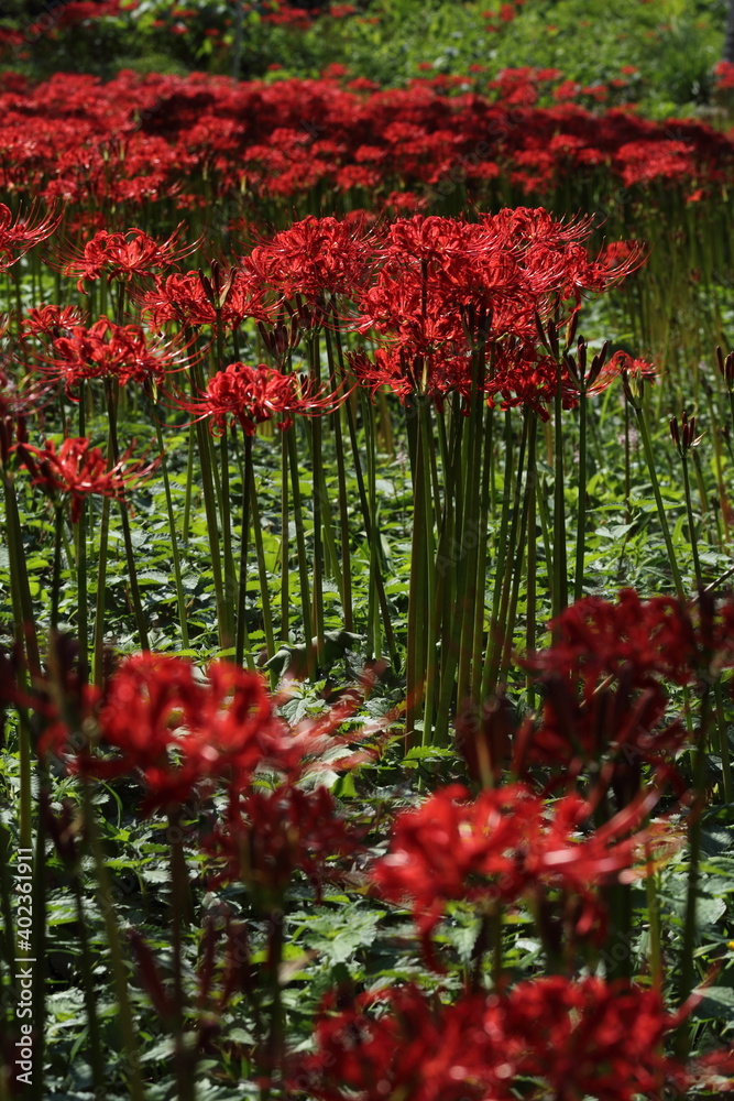 島根県　鹿足郡　吉賀町　ひがん花の里　彼岸花　群生地