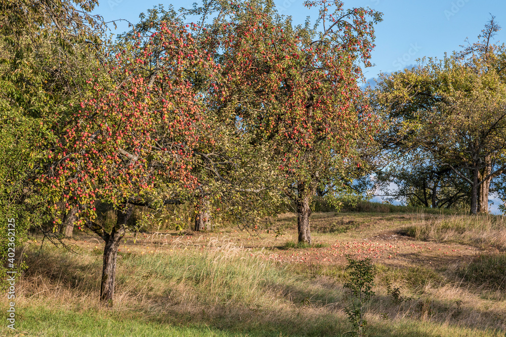 Apple trees with red apples on the green field