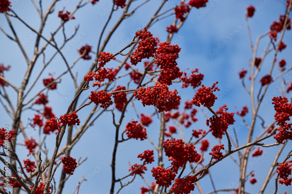 Ripe seasonal red useful wild forest berries grow on tree in winter. Tree branches studded with red berries of viburnum on background of blue sky with white clouds. Horizontal banner. Ripe seasonal red useful wild forest berries grow on tree in winter. Tree branches studded with red berries of viburnum on background of blue sky with white clouds. Horizontal banner.