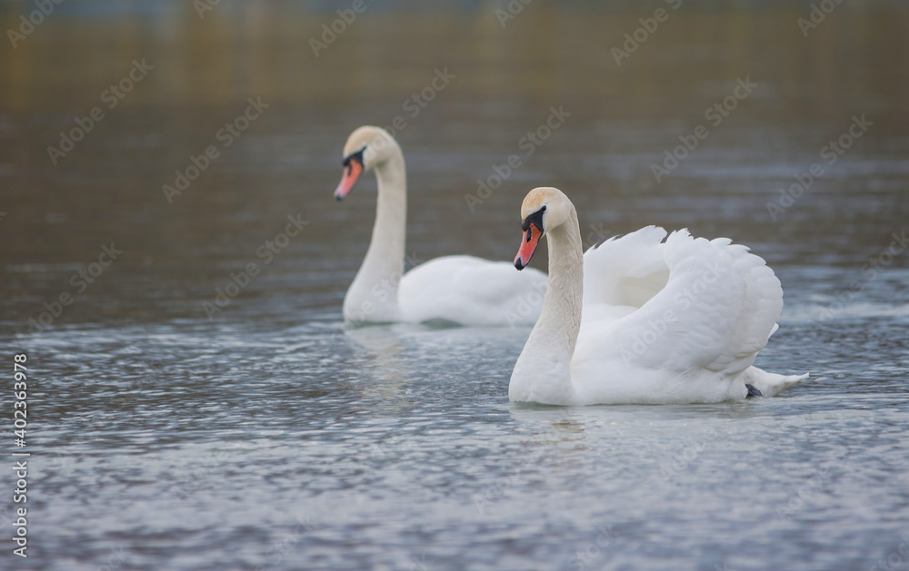 Graceful swans swimming on the river, in winter. Selective focus Graceful swans swimming on the river, in winter. Selective focus