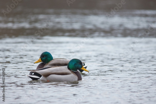 Mallard ducks (Anas platyrhynchos) swimming on the river, in winter. Selective focus