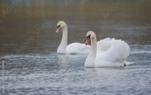 Graceful swans swimming on the river, in winter. Selective focus