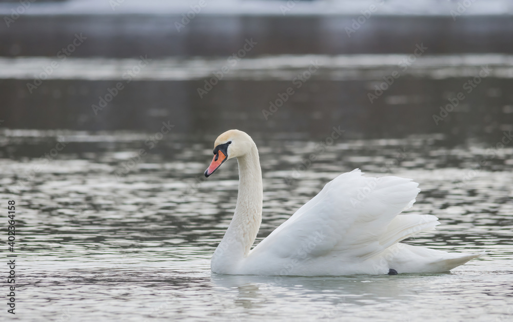 Graceful swan swimming on the river, in winter. Selective focus Graceful swan swimming on the river, in winter. Selective focus