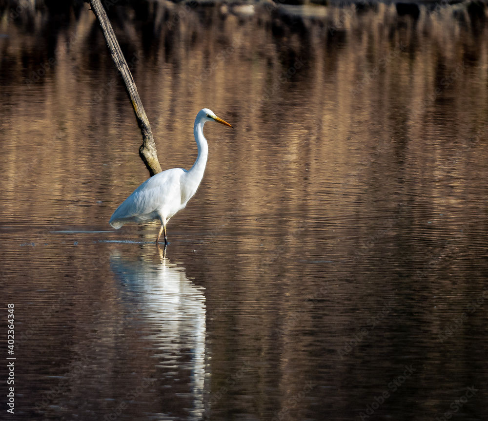 airone bianco maggiore in caccia sul fiume tevere nella riserva di nazzano tevere farfa airone bianco maggiore in caccia sul fiume tevere nella riserva di nazzano tevere farfa