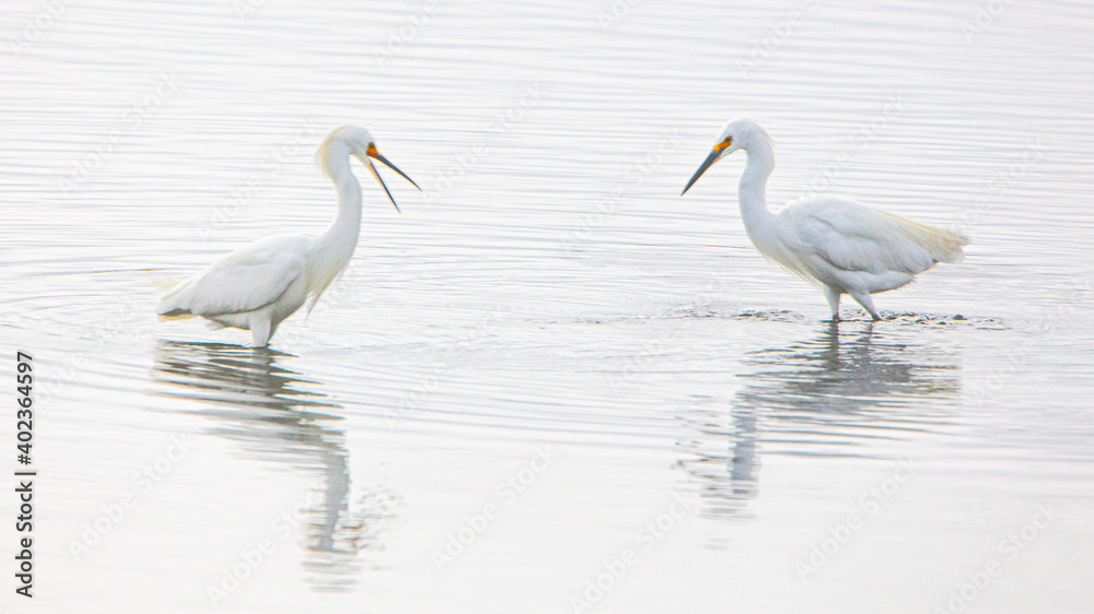 Obraz premium Two Young Egrets Having A Conversation