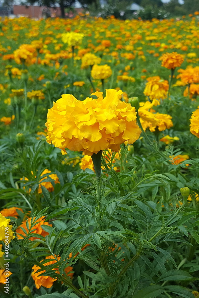 Obraz premium Feld mit Gründüngung gelbe Tagetes