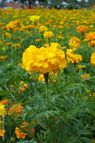 Feld mit Gr  nd  ngung gelbe Tagetes