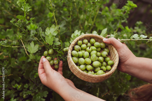 Foto Woman pick gooseberry from a bush. Girl hands holding berries.